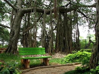 banyan tree1.jpg